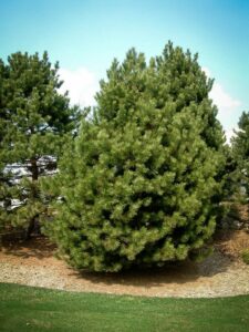 Сосна Чёрная (Pinus Nigra) купить по цене от 270.00р. в интернет-магазине «Посадика» с доставкой почтой в в Унечае и по всей России – [изображение №1].