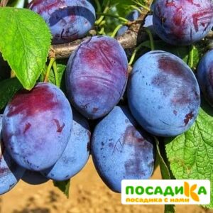 Слива Чачакская ранняя купить по цене от 229.00р. в интернет-магазине «Посадика» с доставкой почтой в в Унечае и по всей России – [изображение №1].