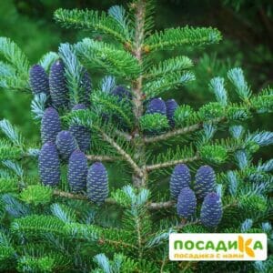 Пихта корейская (Abies koreana) купить по цене от 450.00р. в интернет-магазине «Посадика» с доставкой почтой в в Унечае и по всей России – [изображение №1].