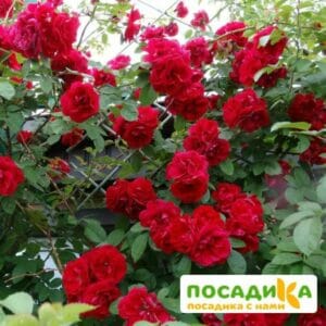 Роза плетистая Амадеус купить по цене от 399.00р. в интернет-магазине «Посадика» с доставкой почтой в в Унечае и по всей России – [изображение №1].