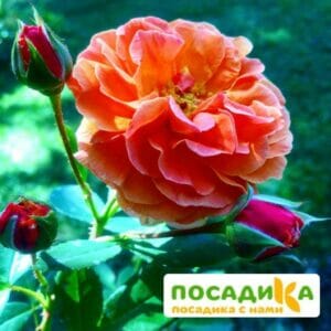 Роза Арабия купить по цене от 350.00р. в интернет-магазине «Посадика» с доставкой почтой в в Унечае и по всей России – [изображение №1].