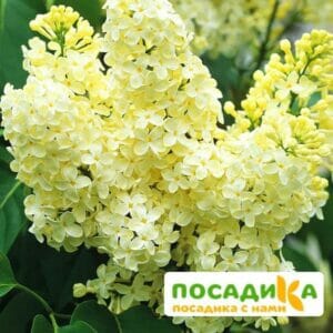 Сирень Примроуз (Primrose) купить по цене от 529.00р. в интернет-магазине «Посадика» с доставкой почтой в в Унечае и по всей России – [изображение №1].