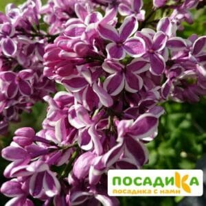 Сирень Сенсация купить по цене от 529.00р. в интернет-магазине «Посадика» с доставкой почтой в в Унечае и по всей России – [изображение №1].