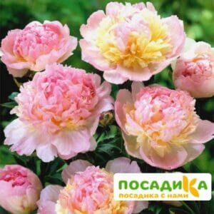 Пион Распберри Сандей (Paeonia Raspberry Sundae) купить по цене от 959р. в интернет-магазине «Посадика» с доставкой почтой в в Унечае и по всей России – [изображение №1].