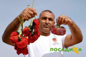 Клубника Гигант Джорнея купить по цене от 266р. в интернет-магазине «Посадика» с доставкой почтой в в Унечае и по всей России – [изображение №1].