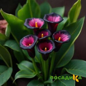 Калла Аура Лейс купить по цене от 400р. в интернет-магазине «Посадика» с доставкой почтой в в Унечае и по всей России – [изображение №1].