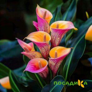 Калла Оникс купить по цене от 450р. в интернет-магазине «Посадика» с доставкой почтой в в Унечае и по всей России – [изображение №1].