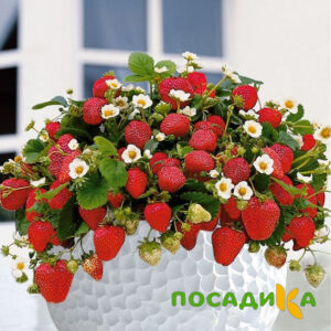 Клубника Рубиновый Шепот (горшечная) купить по цене от 240р. в интернет-магазине «Посадика» с доставкой почтой в в Унечае и по всей России – [изображение №1].