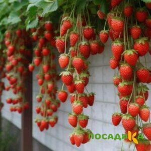 Клубника вьющаяся Комплимент купить по цене от 470р. в интернет-магазине «Посадика» с доставкой почтой в в Унечае и по всей России – [изображение №1].