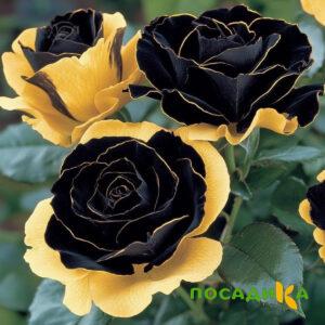 Роза Ханни Сикл купить по цене от 700р. в интернет-магазине «Посадика» с доставкой почтой в в Унечае и по всей России – [изображение №1].
