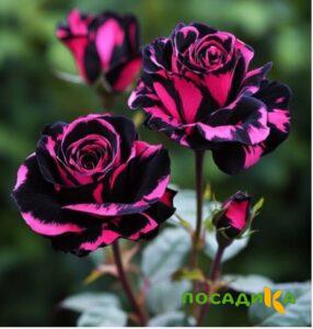 Роза Багровый Шепот купить по цене от 366р. в интернет-магазине «Посадика» с доставкой почтой в в Унечае и по всей России – [изображение №1].