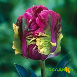 Тюльпан Экзотик Хэвен купить по цене от 186р. в интернет-магазине «Посадика» с доставкой почтой в в Унечае и по всей России – [изображение №1].