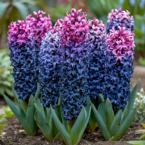 Гиацинт Блю Спринг купить по цене от 2099р. в интернет-магазине «Посадика» с доставкой почтой в в Унечае и по всей России – [изображение №1].