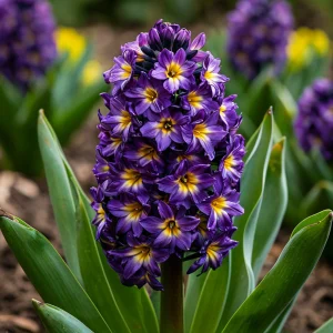 Гиацинт Вельвет Колор купить по цене от 2099р. в интернет-магазине «Посадика» с доставкой почтой в в Унечае и по всей России – [изображение №1].