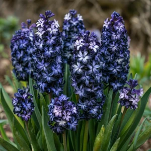 Гиацинт Блум Клауд купить по цене от 2099р. в интернет-магазине «Посадика» с доставкой почтой в в Унечае и по всей России – [изображение №1].