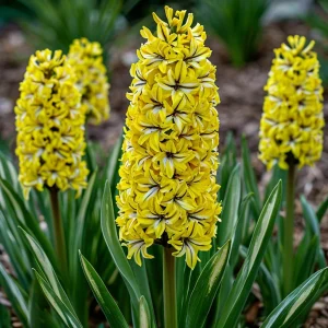 Гиацинт Сансет Голд купить по цене от 2099р. в интернет-магазине «Посадика» с доставкой почтой в в Унечае и по всей России – [изображение №1].